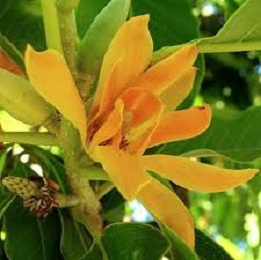 Champaca White Absolute Oil
